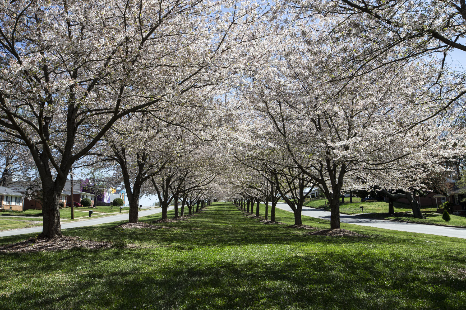 Spring Flowers